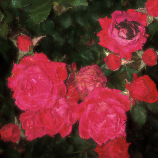 Mayflowers — July 12th, 2025