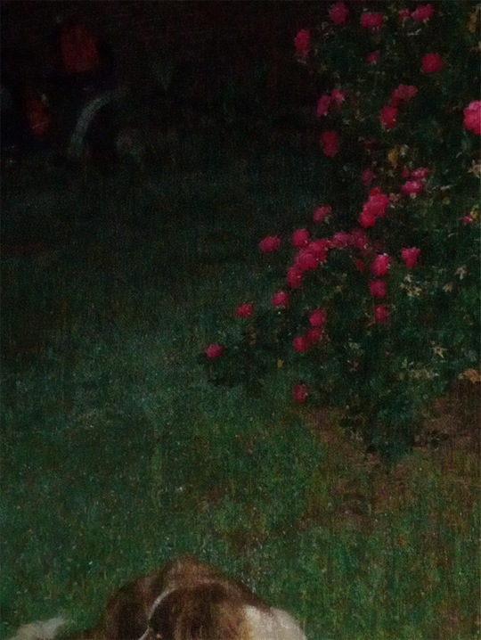 Dog - July 12th, 2025